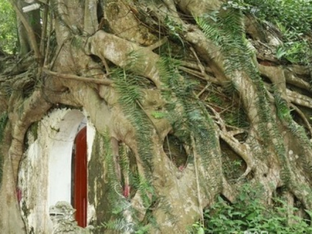 Tin tức trong ngày - Cây sanh có bộ rễ khổng lồ "ôm" trọn ngôi miếu cổ