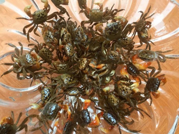 Thị trường - Tiêu dùng - Loài "cua" lạ chân đỏ rực, trước không ai ăn nay là đặc sản nổi tiếng giá 150.000/kg