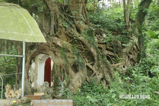 Ngôi miếu nằm trọn trong bộ rễ khổng lồ của cây sanh tại thôn Bồng Sơn, xã Tượng Sơn, huyện Nông Cống