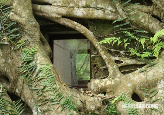 Cây sanh có bộ rễ khổng lồ "ôm" trọn ngôi miếu cổ - 7