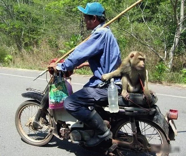 Hôm nay đi đâu vậy anh trai?
