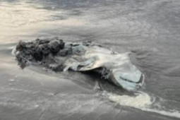 Thế giới - New Zealand: Xác cá mập trắng trôi dạt bờ biển còn nửa thân gây hãi hùng