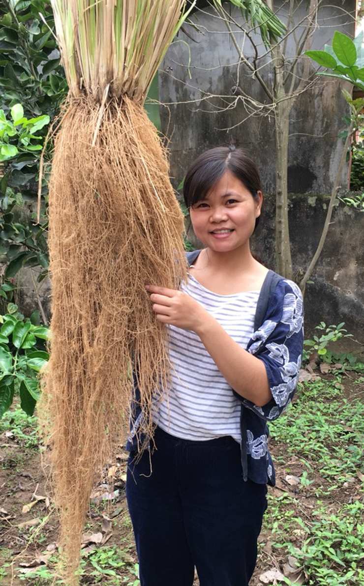 Chị Nguyễn Thị Thu Hoài (xã Khánh Hồng, huyện Yên Khánh, tỉnh Ninh Bình) là một trong số những người nông dân 9X khởi nghiệp với cây cỏ vetiver.

