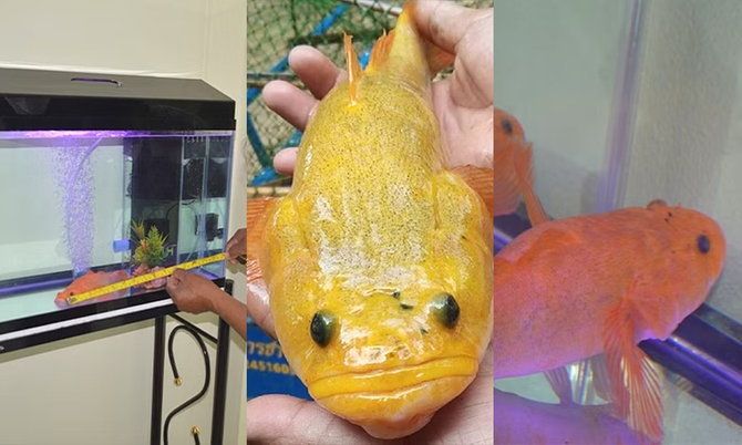 Con cá có màu vàng lạ thu hút sự chú ý của mọi người.&nbsp;