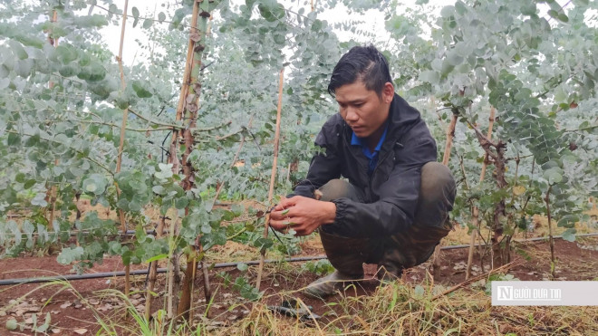 Cây đô la nở hoa trên vùng đất khó - 1