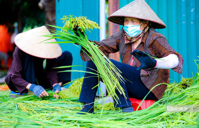 Mỗi năm có hai vụ cốm là vụ chiêm vào tháng 4 – tháng 5 và vụ mùa tháng 7 – tháng 9 âm lịch. Vụ cốm thu là vụ cốm ngon nhất với nét đặc trưng vốn có trong trời cuối thu se lạnh của người dân Hà thành.