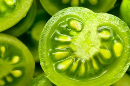 Ẩm thực - Hạ độc chính mình nếu ăn trúng 2 loại rau củ vị đắng thường gặp này khi mưa bão, giao mùa