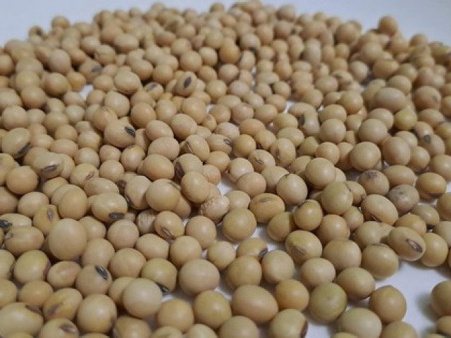 Sức khỏe đời sống - Thực hư đậu nành gây yếu sinh lý và "nữ hóa" nam giới?