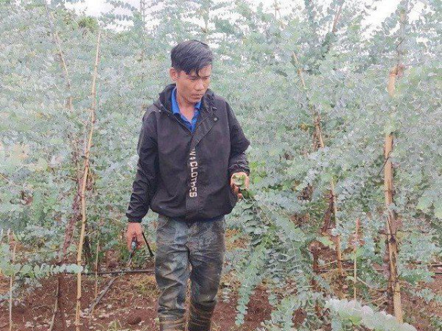 Thị trường - Tiêu dùng - Cây đô la nở hoa trên vùng đất khó