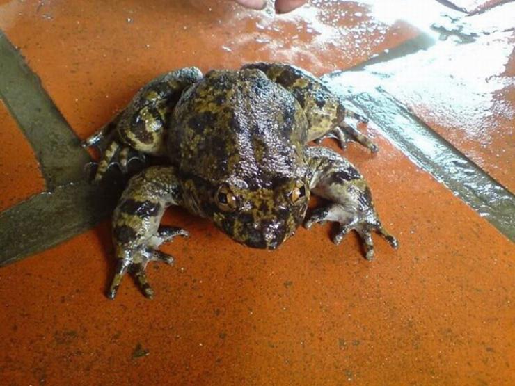 Thị trường - Tiêu dùng - Loài nhìn sợ khiếp vía nhưng là đặc sản "tiến vua" giá 700.000 đồng/kg