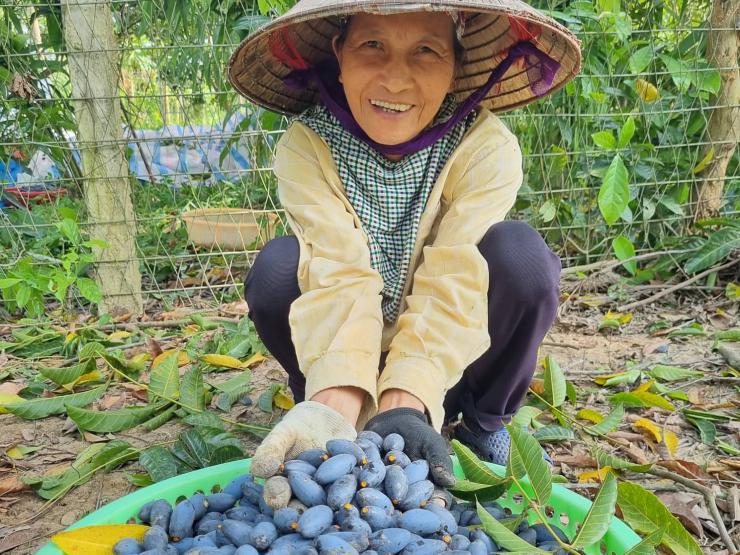 Thị trường - Tiêu dùng - Cận cảnh việc thu hoạch "vàng đen" của làng, mỗi cây “đút túi” cả chục triệu đồng/vụ