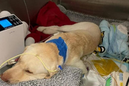 Bạn trẻ - Cuộc sống - Người đàn ông chi gần 1,2 tỷ đồng để giành giật sự sống cho chó cưng