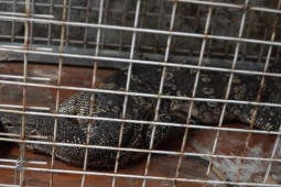 Tin tức trong ngày - Kỳ đà hoa quý hiếm nặng gần 4,5kg bò vào nhà dân ở TPHCM