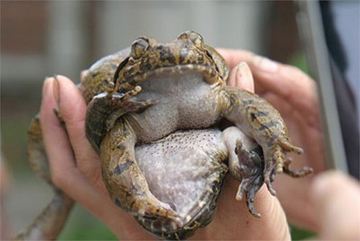 Mùa sinh sản của ếch Hương vào khoảng tháng 5, tháng 6, tới tháng 9 đến tháng 10 là thời điểm trưởng thành đạt trọng lượng
