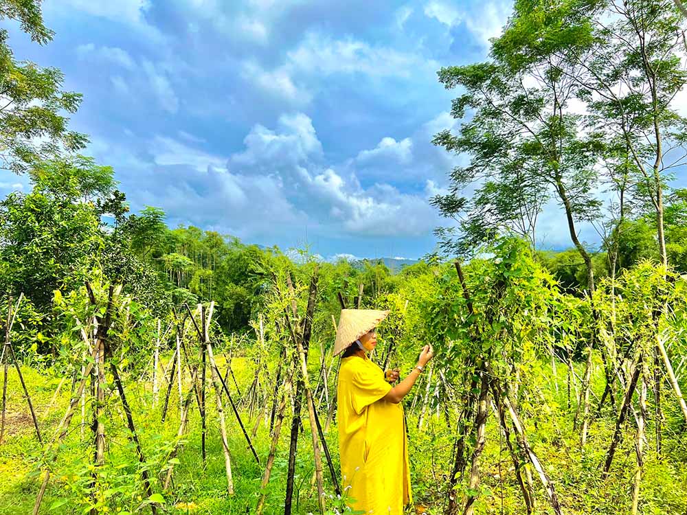 Một góc vườn thuốc