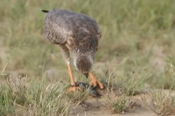 Media - Thằn lằn dùng "khổ nhục kế" thoát chết trước móng vuốt chim ưng