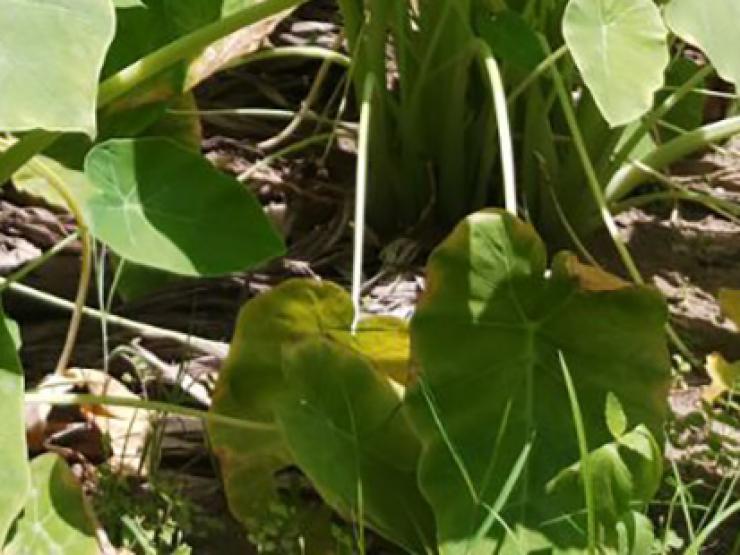 Thị trường - Tiêu dùng - Cây dại mọc khắp ao hồ nay hóa "mỏ vàng", bán 300.000/kg thành đặc sản ở thành phố