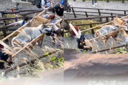 Bạn trẻ - Cuộc sống - Clip: Tranh cãi cô gái thuê người khiêng chó cưng lên núi ngắm cảnh