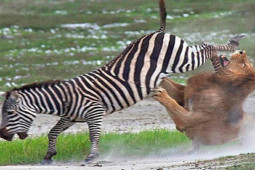 Media - Ngựa vằn, hươu cao cổ tung cước khiến "kẻ săn mồi" nhận đòn đau