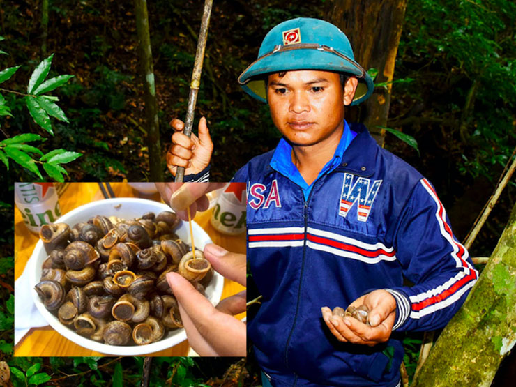 Tin tức trong ngày - Ốc rừng Kbang