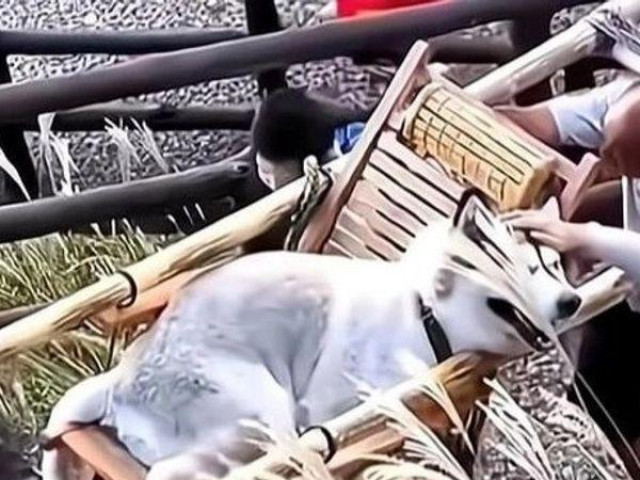 Phi thường - kỳ quặc - Dân tình chia phe tranh cãi chuyện cô gái thuê hẳn 2 người khiêng chó cưng đi ngắm cảnh