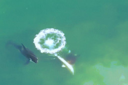 Thế giới - Đã "rõ mặt" loài vật ghê gớm khiến cá mập trắng lớn khiếp sợ, phải trốn khỏi nơi sinh sống