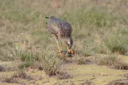 Phi thường - kỳ quặc - Video: Thằn lằn đen "giả chết" thoát khỏi móng vuốt chim ưng