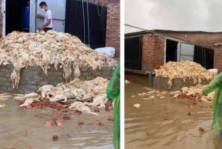 Thực hư thông tin 6 vạn con vịt chết do mua lũ ở Nghệ An
