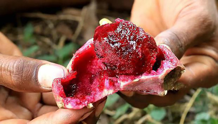 Xương rồng lê gai trong tiếng Anh có tên là Nopal hay Prickly Pear Cactus, phân bố chủ yếu ở miền Tây Nam nước Mỹ và miền Bắc Mexico.
