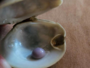Ẩm thực - “Người đàn ông tìm thấy “dị vật” trong đĩa ngao, cực sốc về giá trị của nó