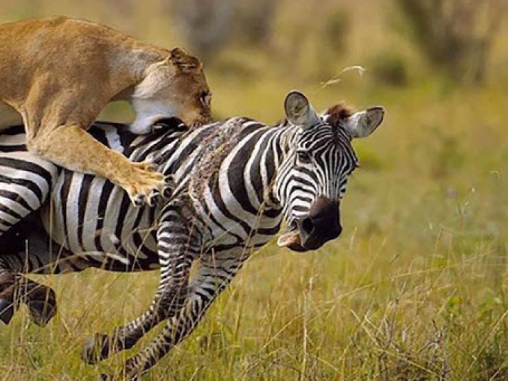 Media - Đối mặt "cửa tử", ngựa vằn thông minh kéo sư tử vào cuộc thuỷ chiến