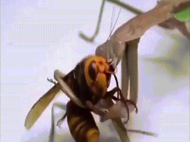 Video: Thả bọ ngựa vào chuồng cùng ong bắp cày khổng lồ và kết cục