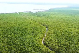 Tin tức trong ngày - Bắt nguyên giám đốc Vườn Quốc gia Mũi Cà Mau