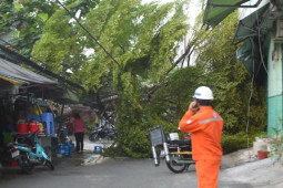Tin tức trong ngày - Cây xanh bật gốc quật ngã cột điện trong cơn mưa dông ở TPHCM