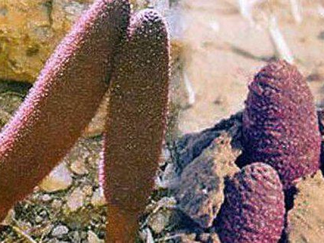 Sức khỏe đời sống - Nấm ngọc cẩu không phải ai cũng dùng được