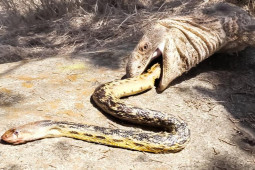 Media - "Mãng xà" kịch độc khốn khổ vì gặp những đối thủ có "võ"