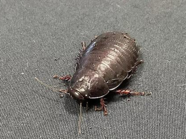 Thế giới - Gián khổng lồ ‘tái xuất’ ở Úc sau hơn 80 năm biến mất