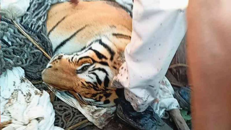 Xác con hổ vừa bị bắn hạ ở vùng Champaran (ảnh: Hindustan Times)