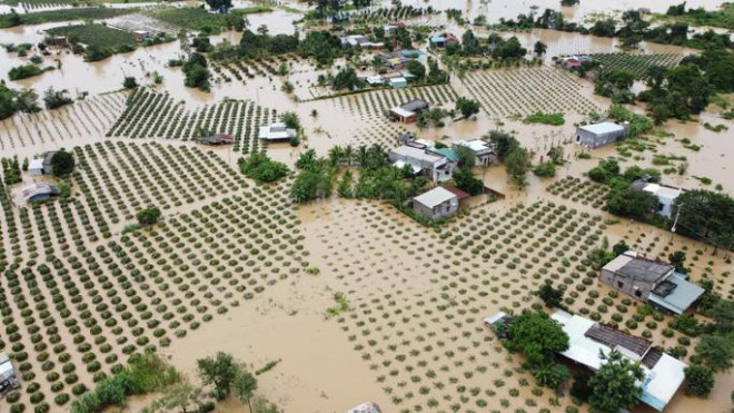 Hàng trăm héc ta thanh long tại Bình Thuận ngập sâu sau trận mưa giữa đêm - 2