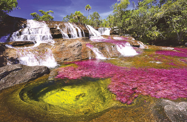 1. Trên thế giới có rất nhiều con sông kỳ lạ, nổi bật với vẻ đẹp khác biệt và một trong số đó phải kể tới sông Caño Cristales ở La Macarena, Colombia.
