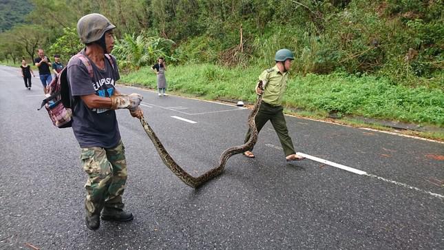 Trăn &#34;khủng&#34; quấn chết khỉ trên núi Sơn Trà - 2