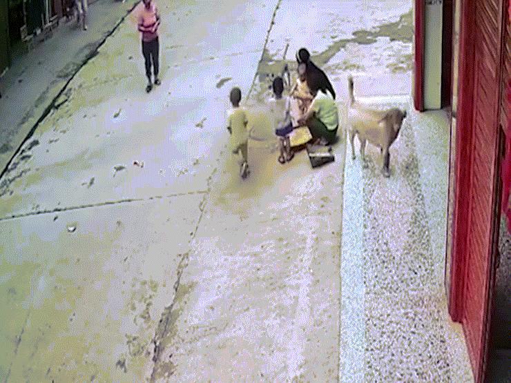 Video: Cậu chủ bị chó hoang tấn công, chó nhà có màn ”hộ giá” đầy ấn tượng