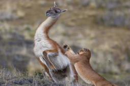 Media - "Thợ săn mồi" khiếp vía vì bị con mồi đả thương đau đớn