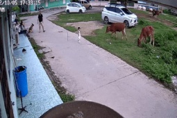 Phi thường - kỳ quặc - Màn “hộ giá” nhanh như chớp của chó nhà khi cậu chủ bị bò tấn công