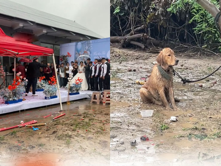 Clip: Chó cưng bị xích dưới mưa khi chủ nhân cưới vợ gây tranh cãi - 1