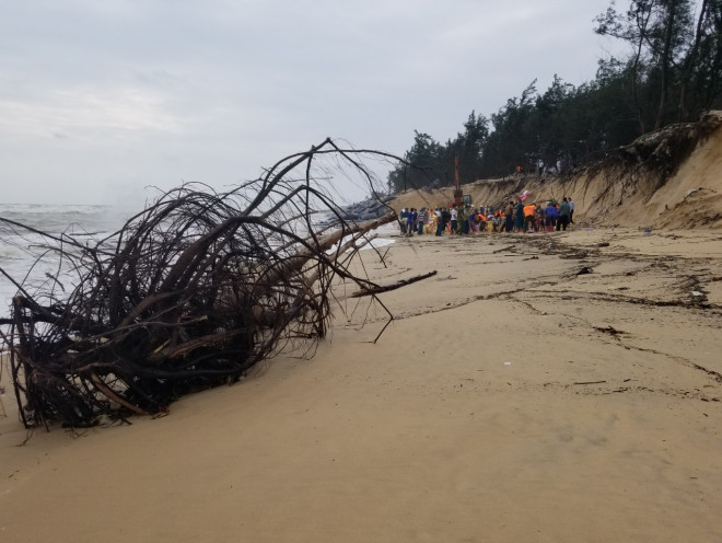 Bờ biển sạt lở nghiêm trọng, tấn công mạnh vào rừng dương.