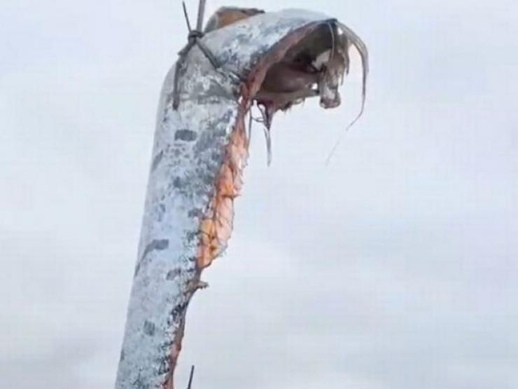 Thế giới - Cận cảnh cá "dự báo động đất, sóng thần" khổng lồ trôi dạt bờ biển Mexico