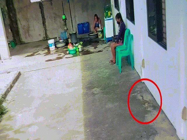 Video: Hổ mang bò lại gần chỗ bà bầu, chó nhà xông đến đánh cho tơi bời