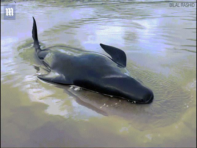 Gần 400 cá voi chết hàng loạt ở Úc: Bắn chết cá voi mắc cạn khóc gọi bạn thảm thiết