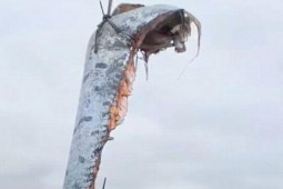 Thế giới - Cận cảnh cá "dự báo động đất, sóng thần" khổng lồ trôi dạt bờ biển Mexico